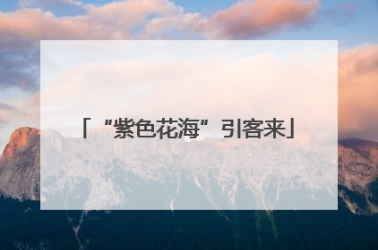 “紫色花海”引客来