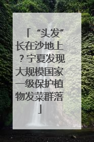 “头发”长在沙地上？宁夏发现大规模国家一级保护植物发菜群落