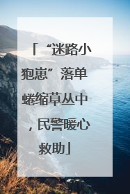 “迷路小狍崽”落单蜷缩草丛中，民警暖心救助