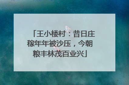 王小楼村：昔日庄稼年年被沙压，今朝粮丰林茂百业兴