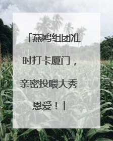 燕鸥组团准时打卡厦门，亲密投喂大秀恩爱！