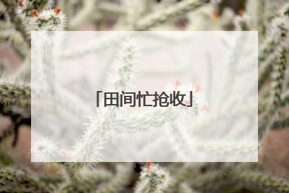 田间忙抢收