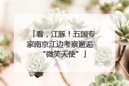 看，江豚！五国专家南京江边考察邂逅“微笑天使”