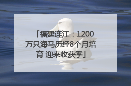 福建连江：1200万只海马历经8个月培育 迎来收获季