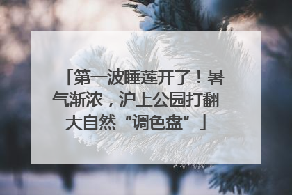 第一波睡莲开了！暑气渐浓，沪上公园打翻大自然“调色盘”