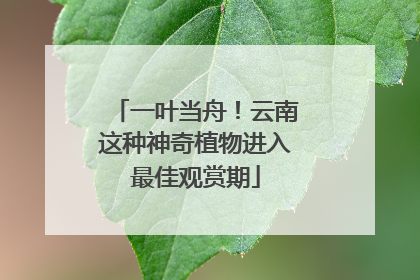 一叶当舟!云南这种神奇植物进入最佳观赏期