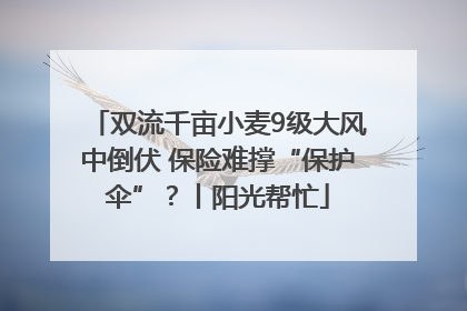双流千亩小麦9级大风中倒伏 保险难撑“保护伞”？丨阳光帮忙
