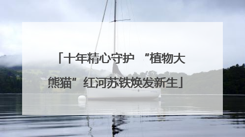 十年精心守护 “植物大熊猫”红河苏铁焕发新生