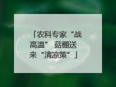 农科专家“战高温” 菇棚送来“清凉策”