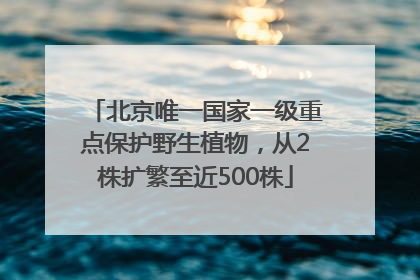 北京唯一国家一级重点保护野生植物，从2株扩繁至近500株