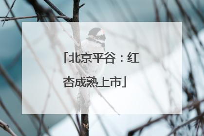 北京平谷：红杏成熟上市