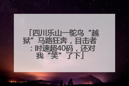 四川乐山一鸵鸟“越狱”马路狂奔，目击者：时速超40码，还对我“笑”了下