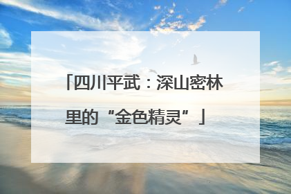 四川平武：深山密林里的“金色精灵”