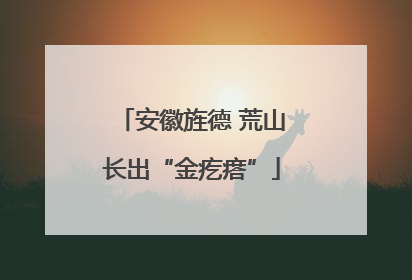 安徽旌德 荒山长出“金疙瘩”