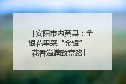 安阳市内黄县：金银花里采“金银” 花香溢满致富路