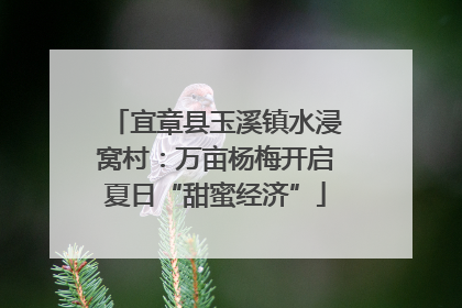 宜章县玉溪镇水浸窝村：万亩杨梅开启夏日“甜蜜经济”