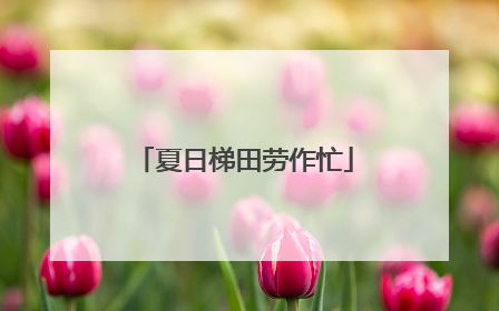 夏日梯田劳作忙