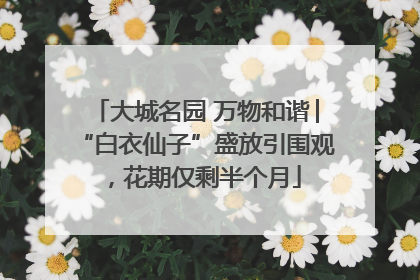 大城名园 万物和谐│“白衣仙子”盛放引围观，花期仅剩半个月