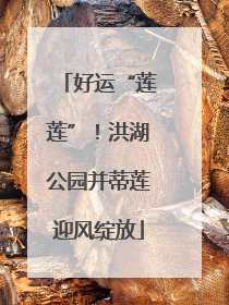好运“莲莲”！洪湖公园并蒂莲迎风绽放