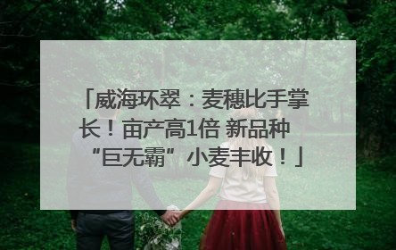 威海环翠：麦穗比手掌长！亩产高1倍 新品种“巨无霸”小麦丰收！