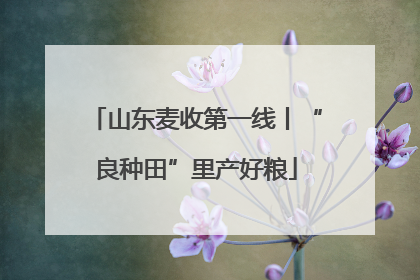 山东麦收第一线丨“良种田”里产好粮