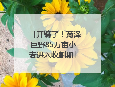 开镰了！菏泽巨野85万亩小麦进入收割期