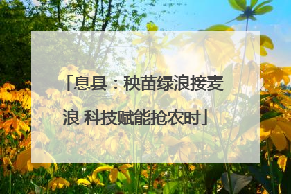 息县：秧苗绿浪接麦浪 科技赋能抢农时