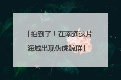拍到了！在南通这片海域出现伪虎鲸群