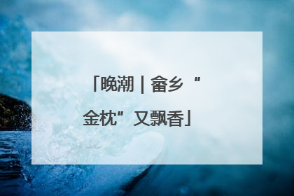 晚潮｜畲乡“金枕”又飘香