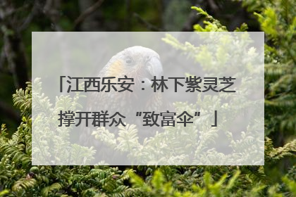 江西乐安：林下紫灵芝撑开群众“致富伞”