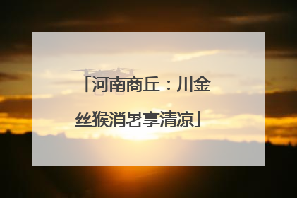 河南商丘：川金丝猴消暑享清凉