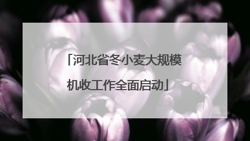 河北省冬小麦大规模机收工作全面启动