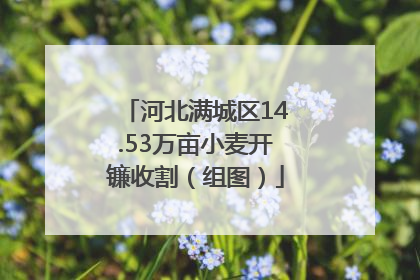 河北满城区14.53万亩小麦开镰收割（组图）