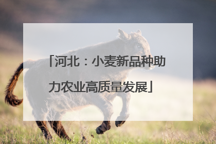 河北：小麦新品种助力农业高质量发展