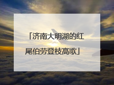 济南大明湖的红尾伯劳登枝高歌