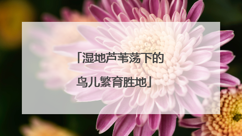 湿地芦苇荡下的鸟儿繁育胜地