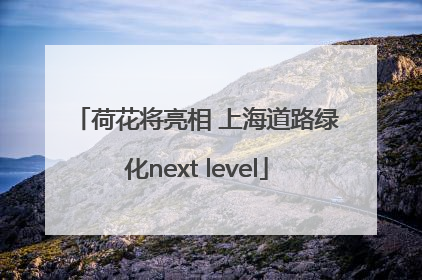 荷花将亮相 上海道路绿化next level