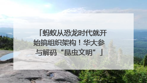 蚂蚁从恐龙时代就开始搞组织架构！华大参与解码“昆虫文明”