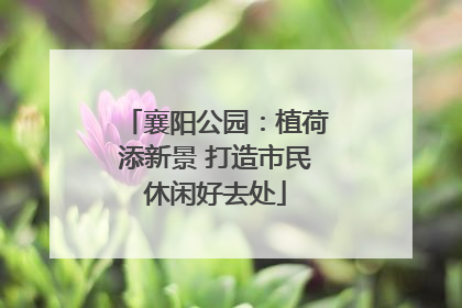 襄阳公园：植荷添新景 打造市民休闲好去处
