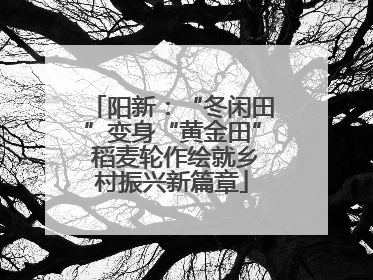 阳新：“冬闲田”变身“黄金田” 稻麦轮作绘就乡村振兴新篇章