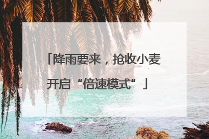 降雨要来，抢收小麦开启“倍速模式”