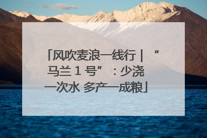 风吹麦浪一线行｜“马兰 1 号”：少浇一次水 多产一成粮