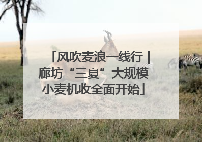风吹麦浪一线行｜廊坊“三夏”大规模小麦机收全面开始