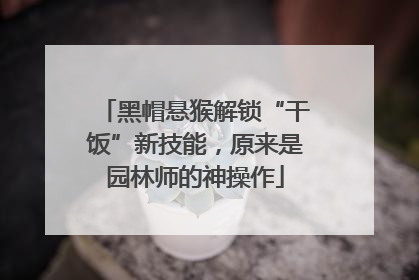 黑帽悬猴解锁“干饭”新技能，原来是园林师的神操作