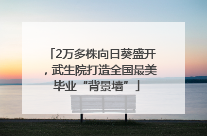 2万多株向日葵盛开，武生院打造全国最美毕业“背景墙”